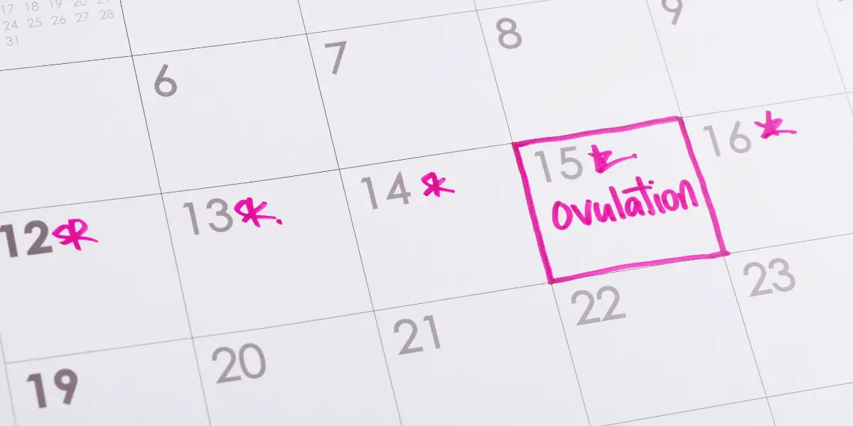 calendar marked with ovulation