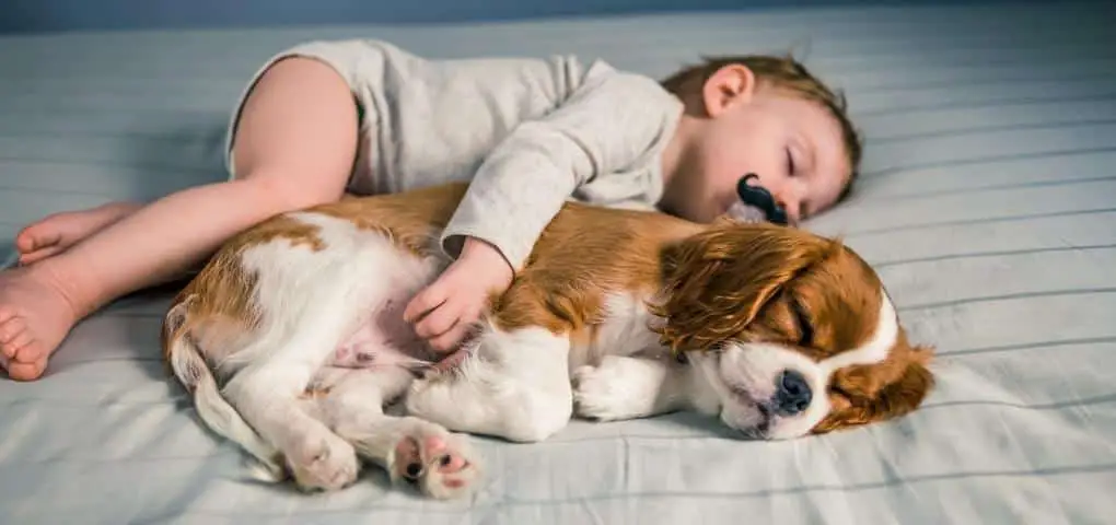 baby taking a nap with dog