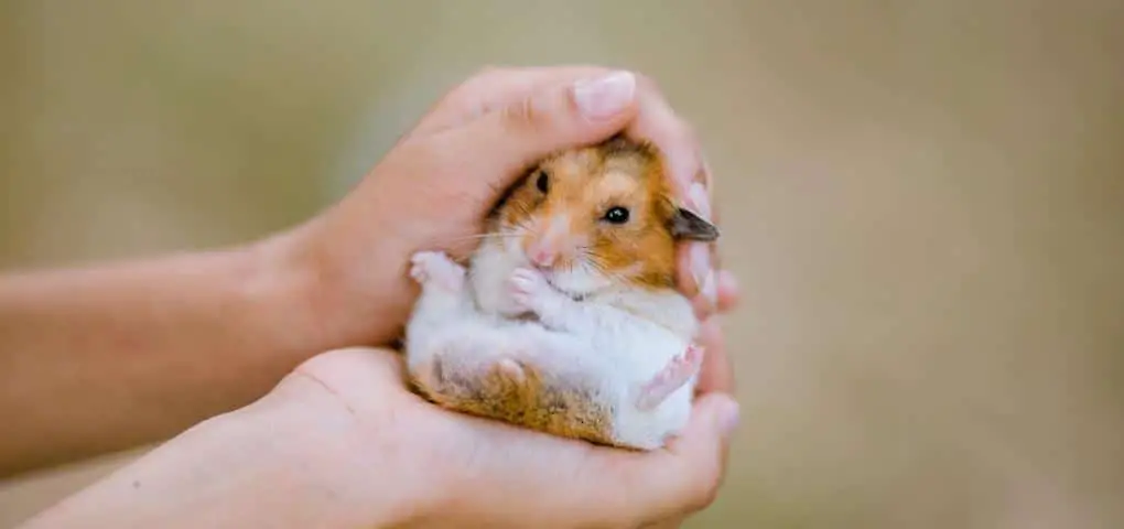 petting hamster