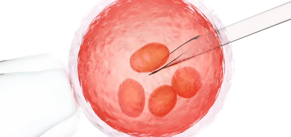 an illustration of egg fertilization