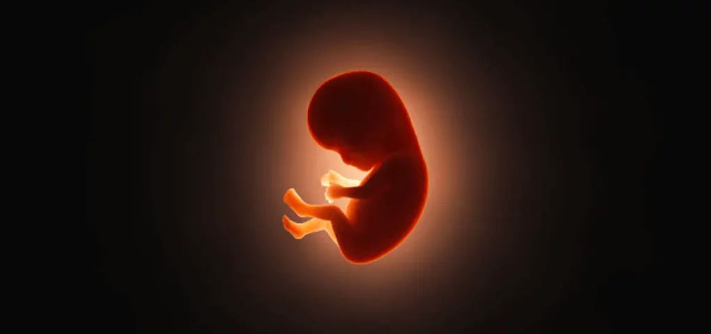 figure of a fetus